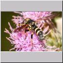 Conops flavipes - Dickkopffliege w05.jpg